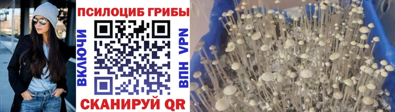 МЕГА ТОР  Славянск-на-Кубани  Псилоцибиновые грибы Psilocybe 